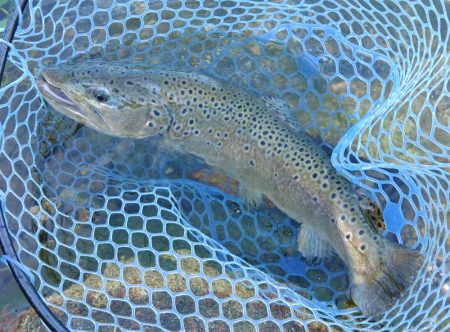 大物連発！ ～高島の泉～